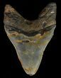 Megalodon Tooth - North Carolina #67288-1
